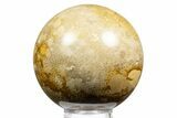 Polished Petrified Palmwood (Palmoxylon) Sphere - Texas #311706-1